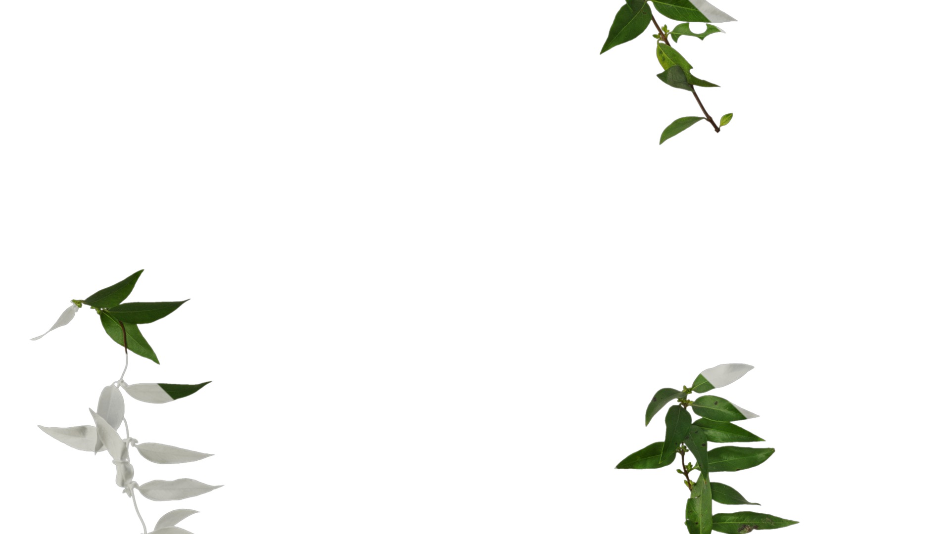 Anydrafts Gelsemium sempervirens Atlas 06 Texture_3