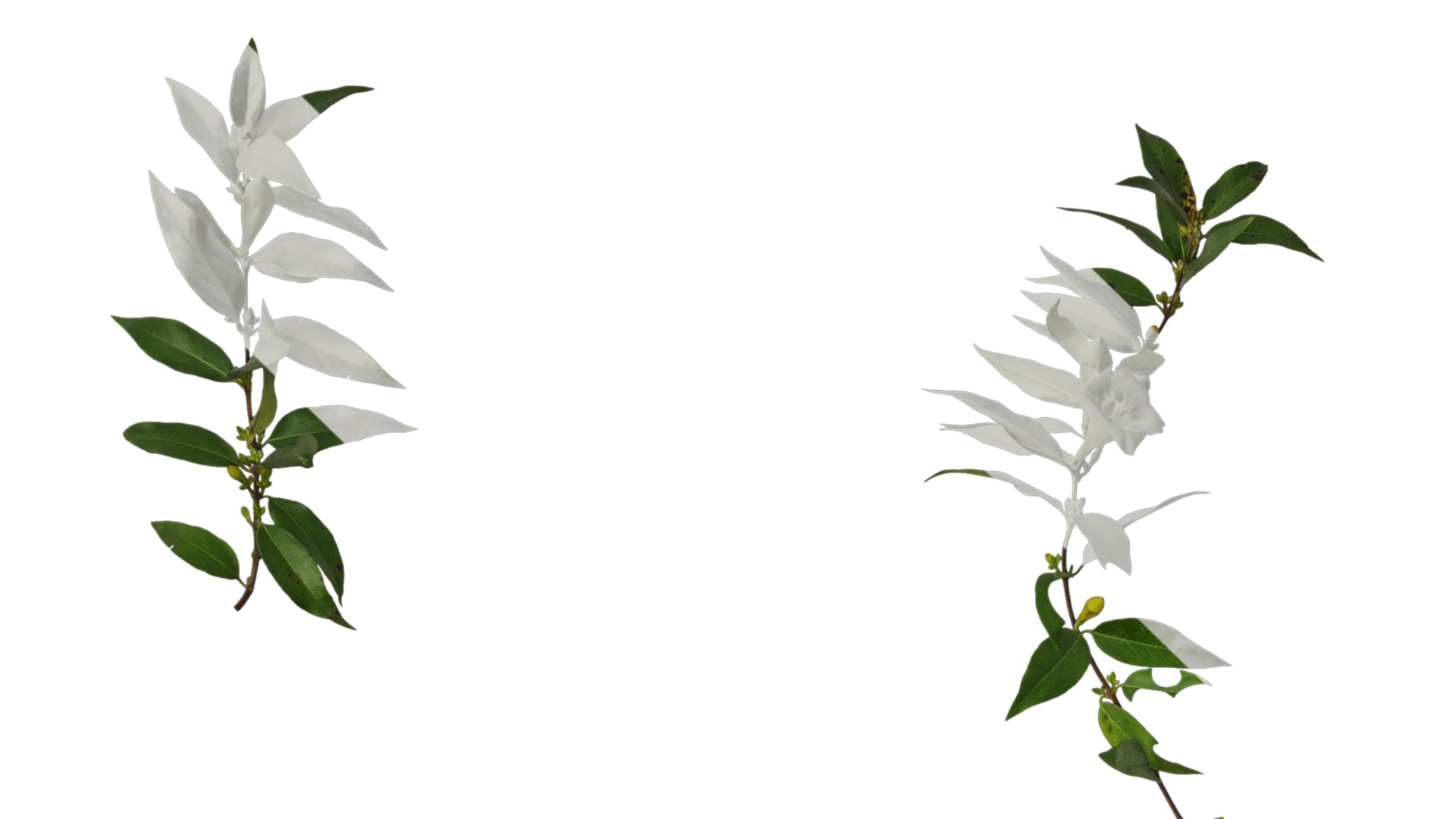 Anydrafts Gelsemium sempervirens Atlas 06 Texture_1