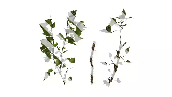Anydrafts Hedera nepalensis Atlas 01 Texture