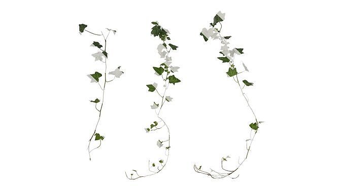 Anydrafts Hedera nepalensis Atlas 03 Texture
