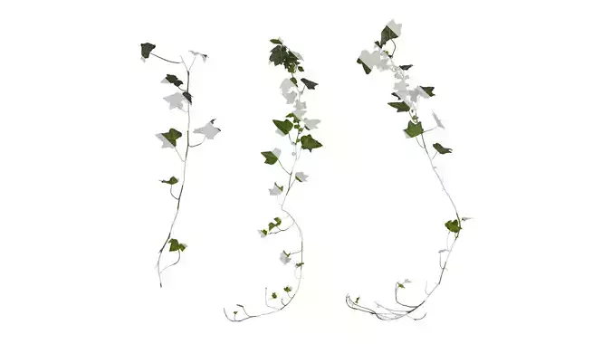 Anydrafts Hedera nepalensis Atlas 03