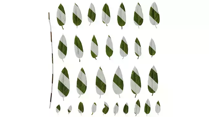 Anydrafts Lonicera japonica Leaf 02