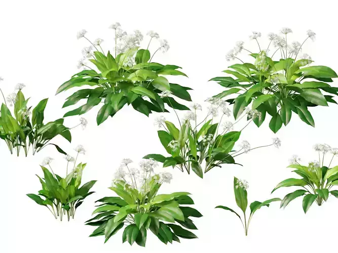 HighPolyLowPoly - Allium ursinum - Wild garlic