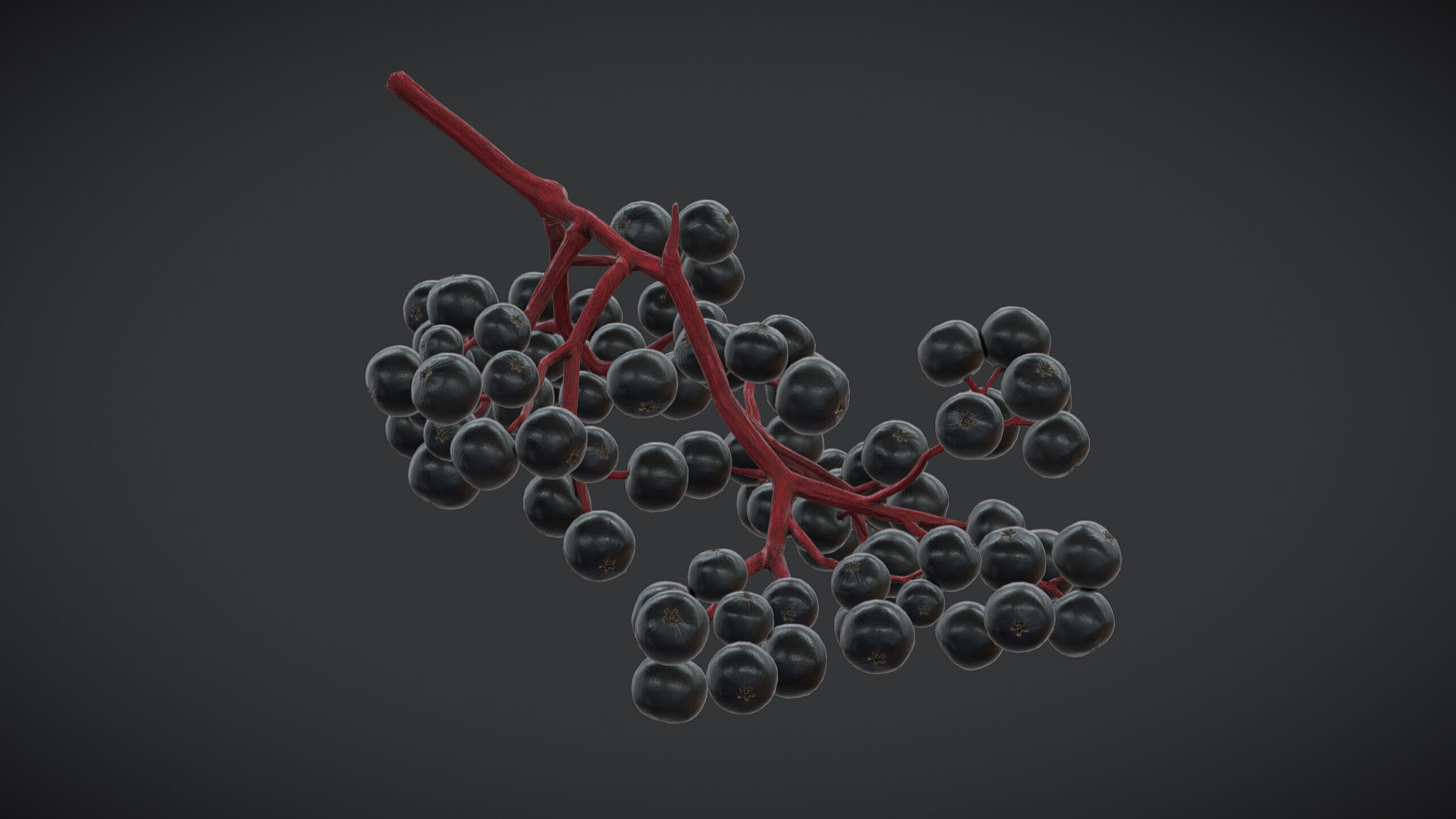 Fruit Sambucus Low Poly Low-poly 3D model_2