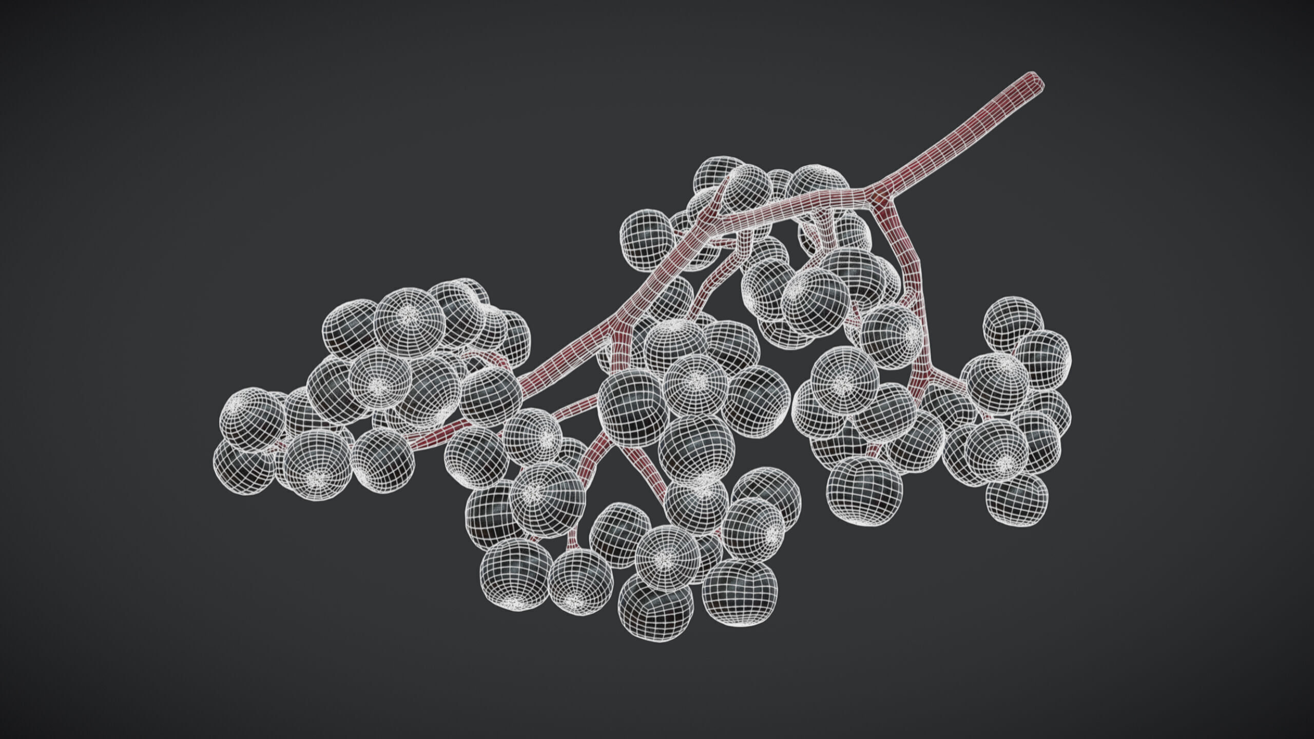 Fruit Sambucus Low Poly Low-poly 3D model_1