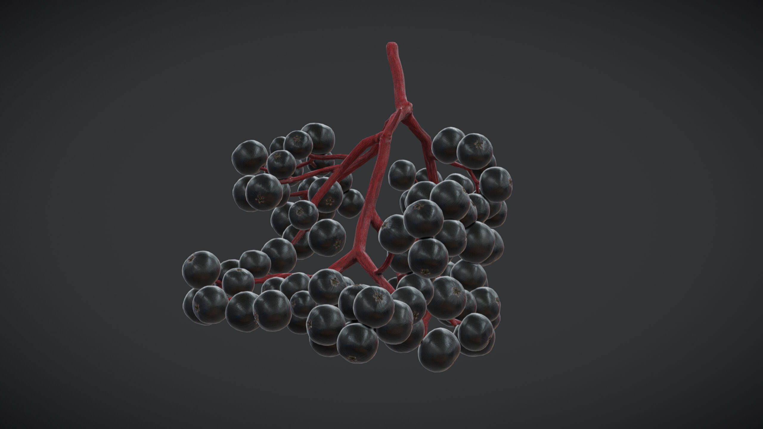 Fruit Sambucus Low Poly Low-poly 3D model_5
