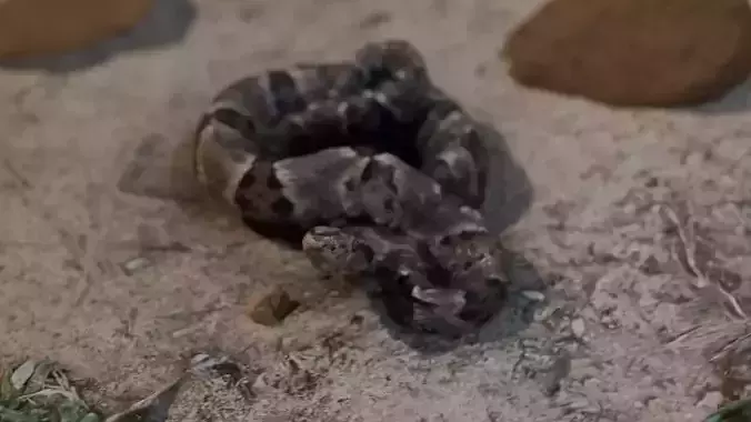 jararaca scan Free 3D model