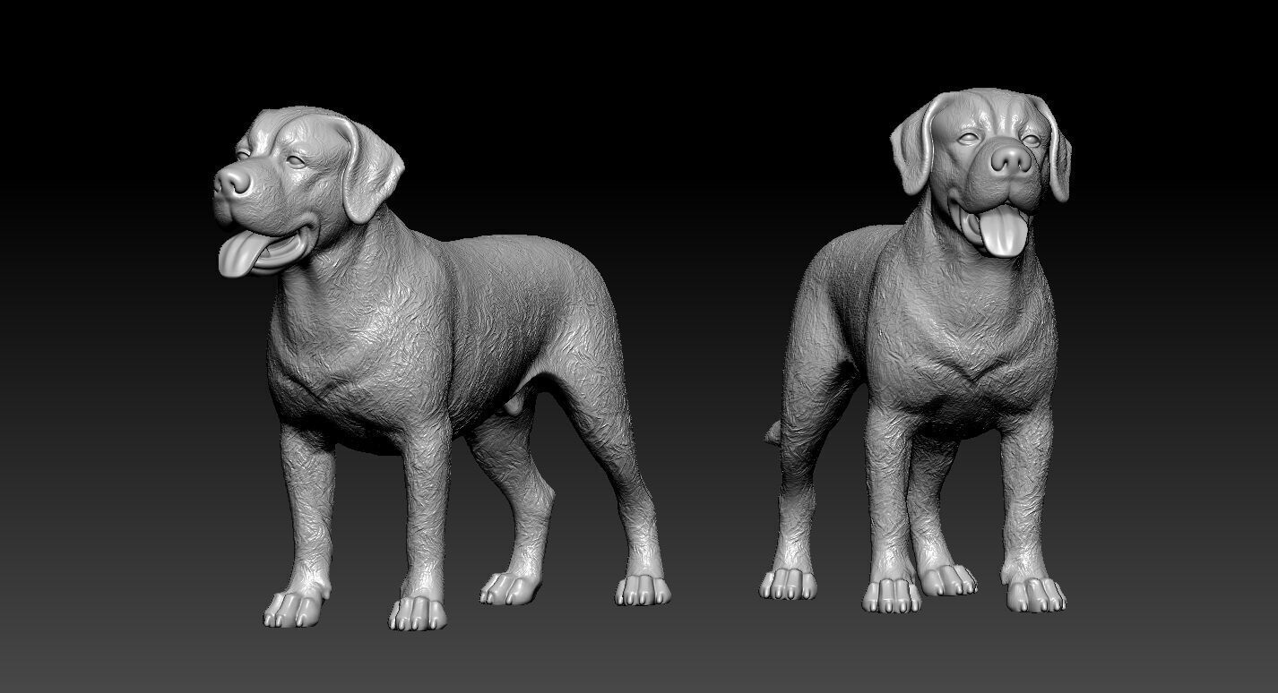 Greater Swiss Mountain Dog model - 3D print 3D print model_1