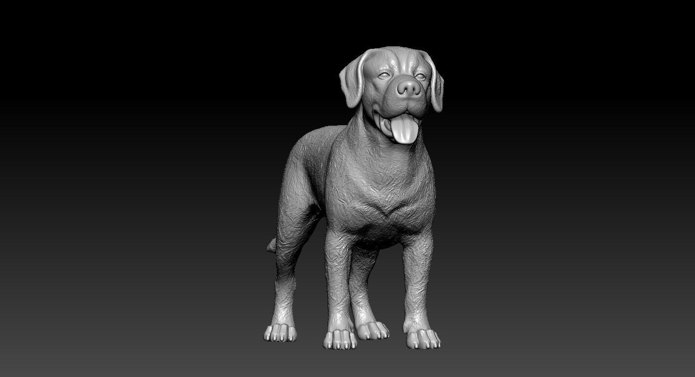 Greater Swiss Mountain Dog model - 3D print 3D print model_2