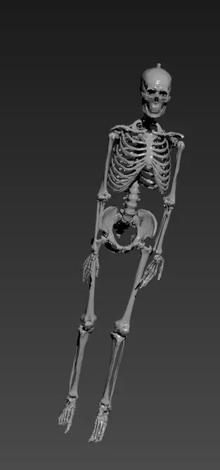 Human Skelton Realistic 3d model 3D model