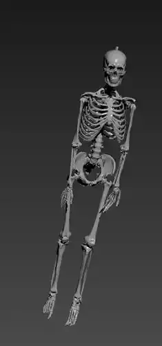 Human Skelton Realistic 3d model