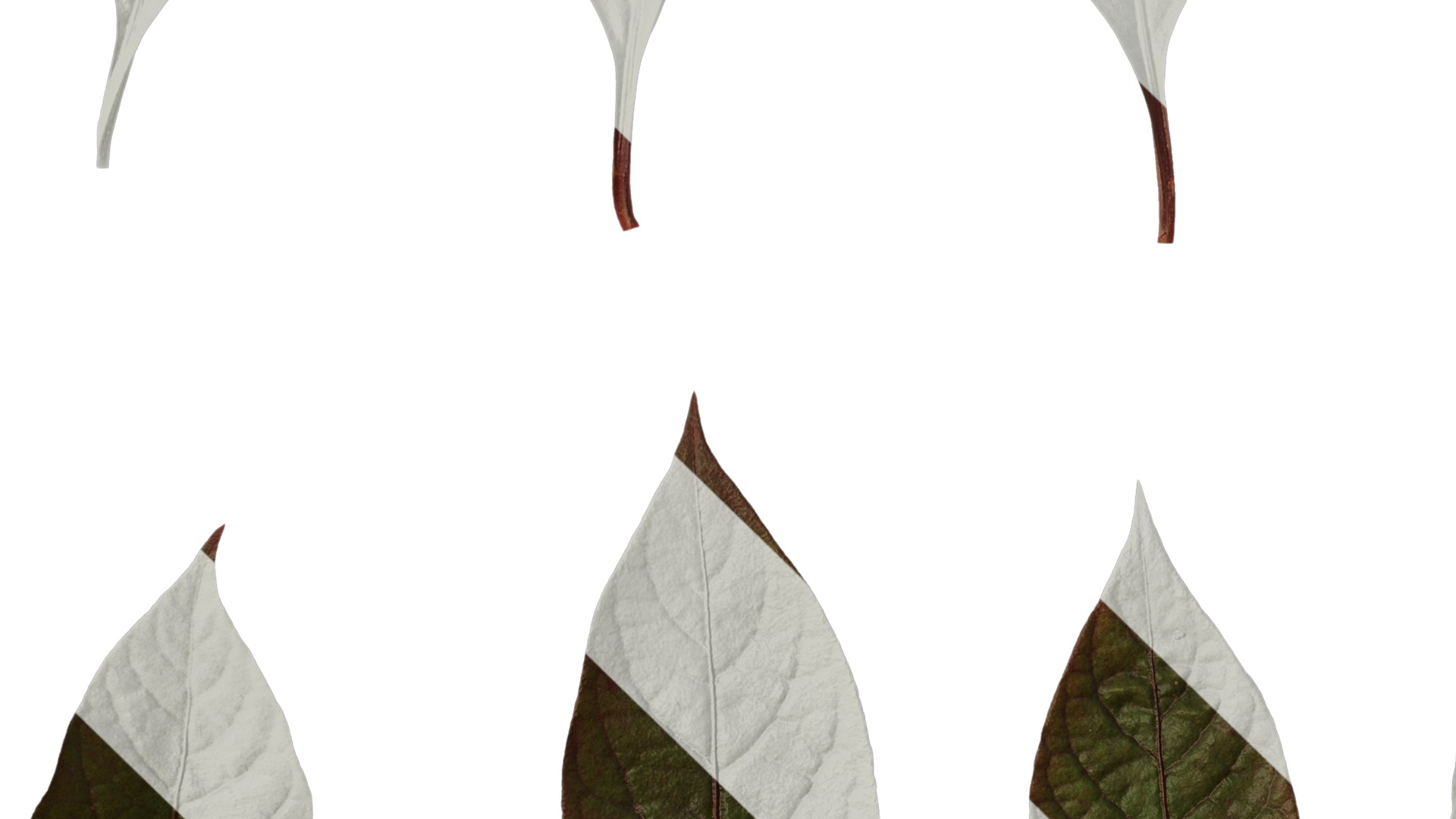 Anydrafts Alternanthera brasiliana Leaf 01 Texture_3