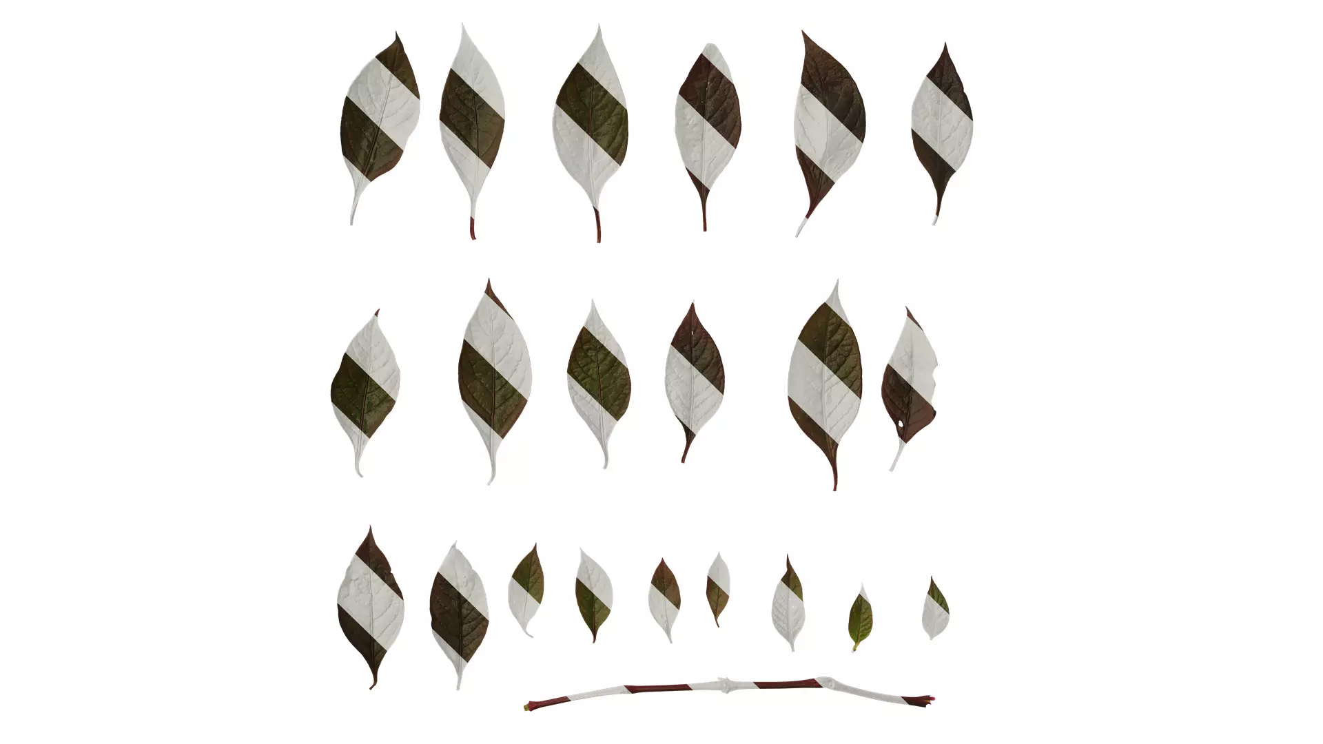 Anydrafts Alternanthera brasiliana Leaf 01 Texture_0