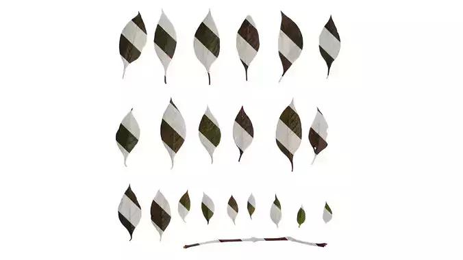 Anydrafts Alternanthera brasiliana Leaf 01