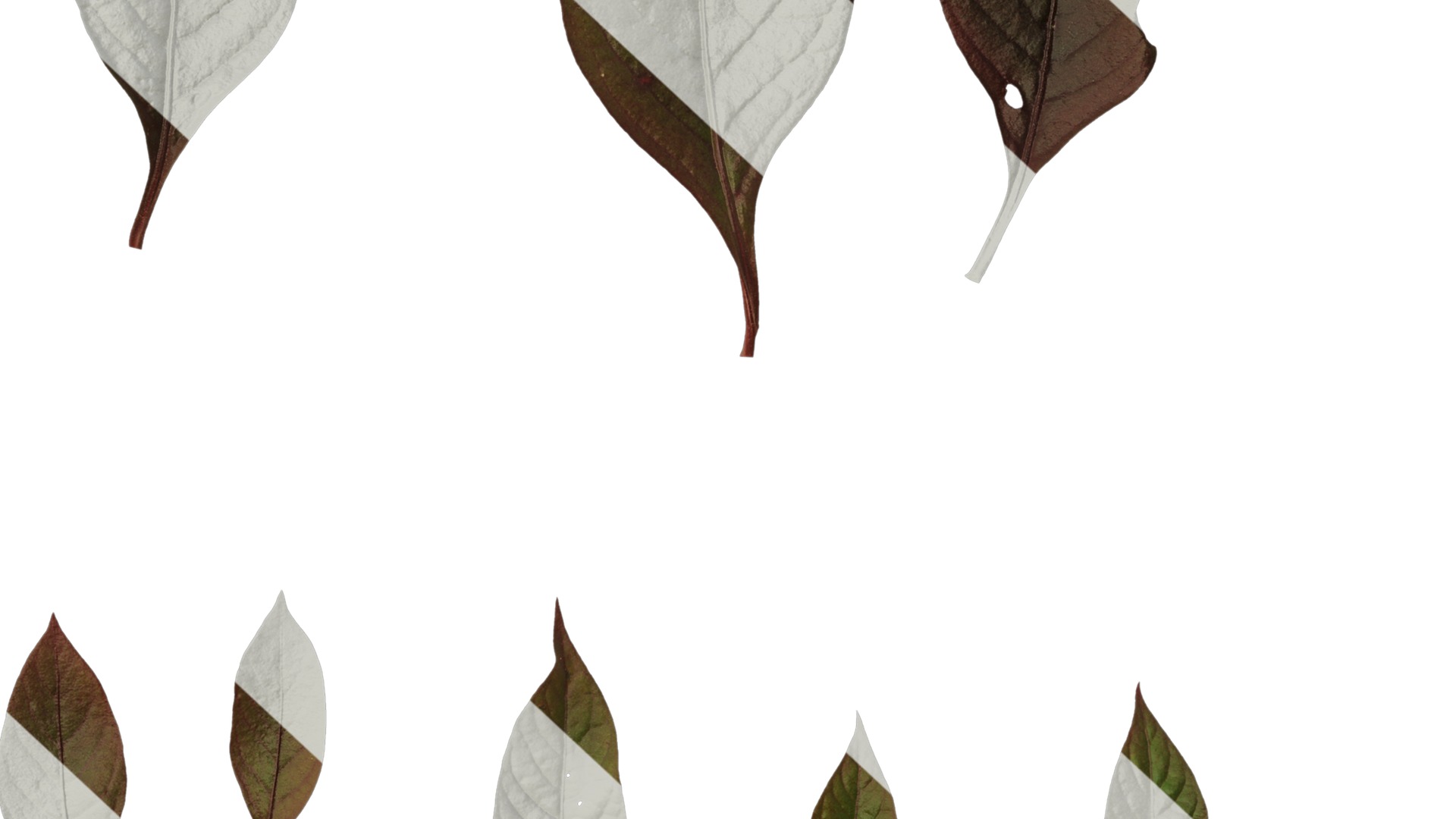 Anydrafts Alternanthera brasiliana Leaf 01 Texture_6