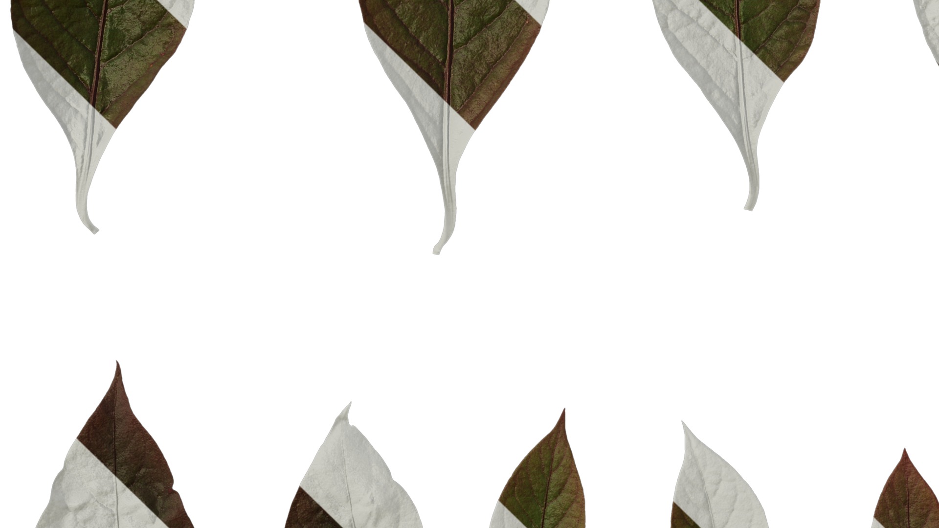 Anydrafts Alternanthera brasiliana Leaf 01 Texture_5