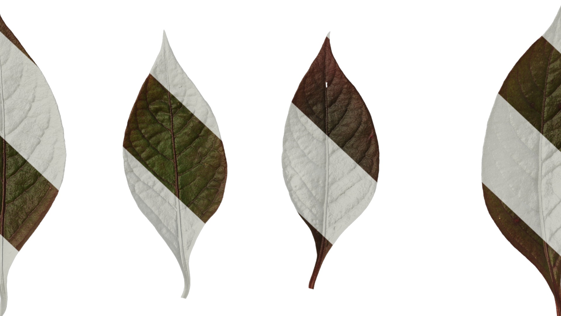 Anydrafts Alternanthera brasiliana Leaf 01 Texture_7