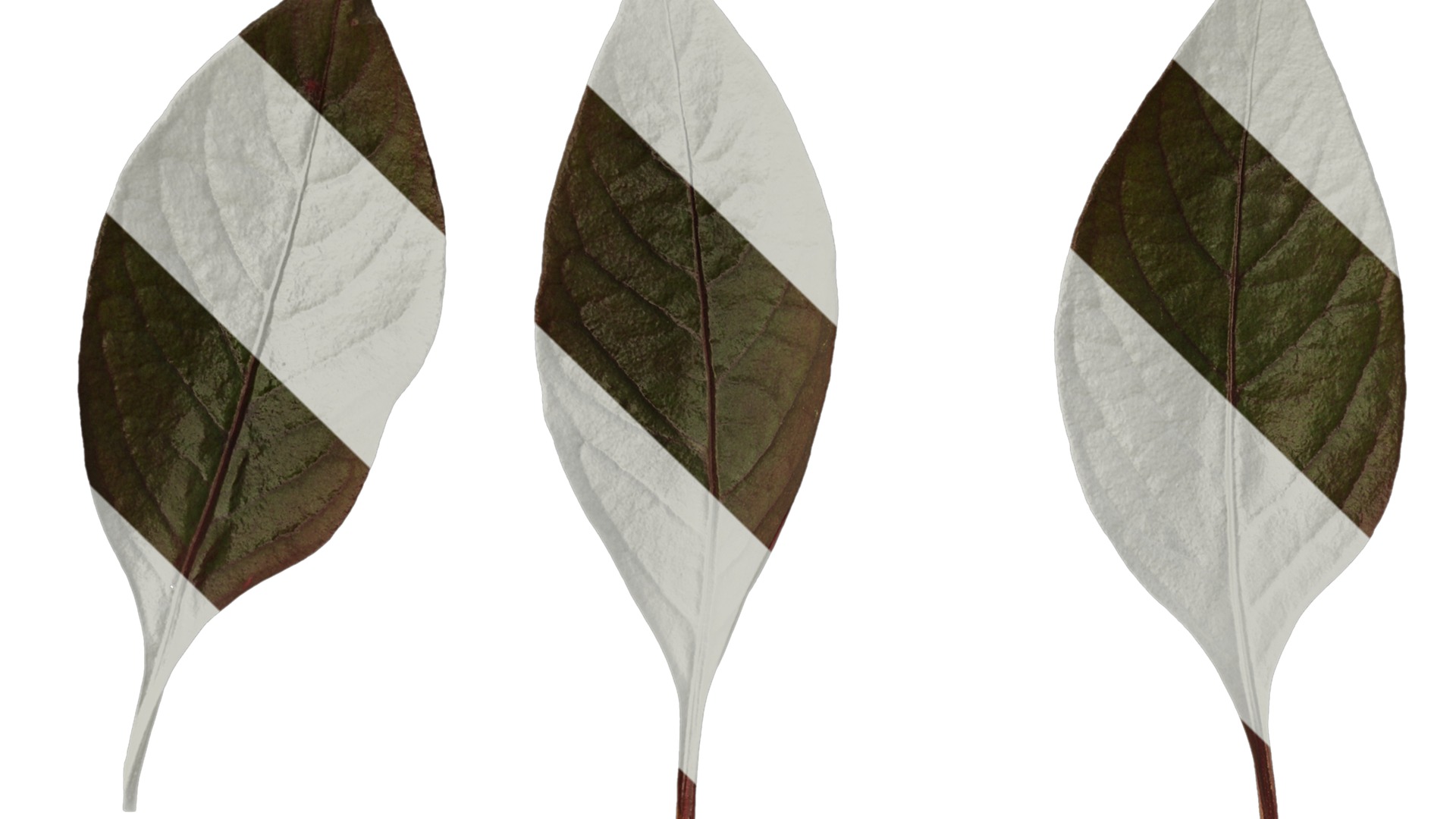 Anydrafts Alternanthera brasiliana Leaf 01 Texture_1