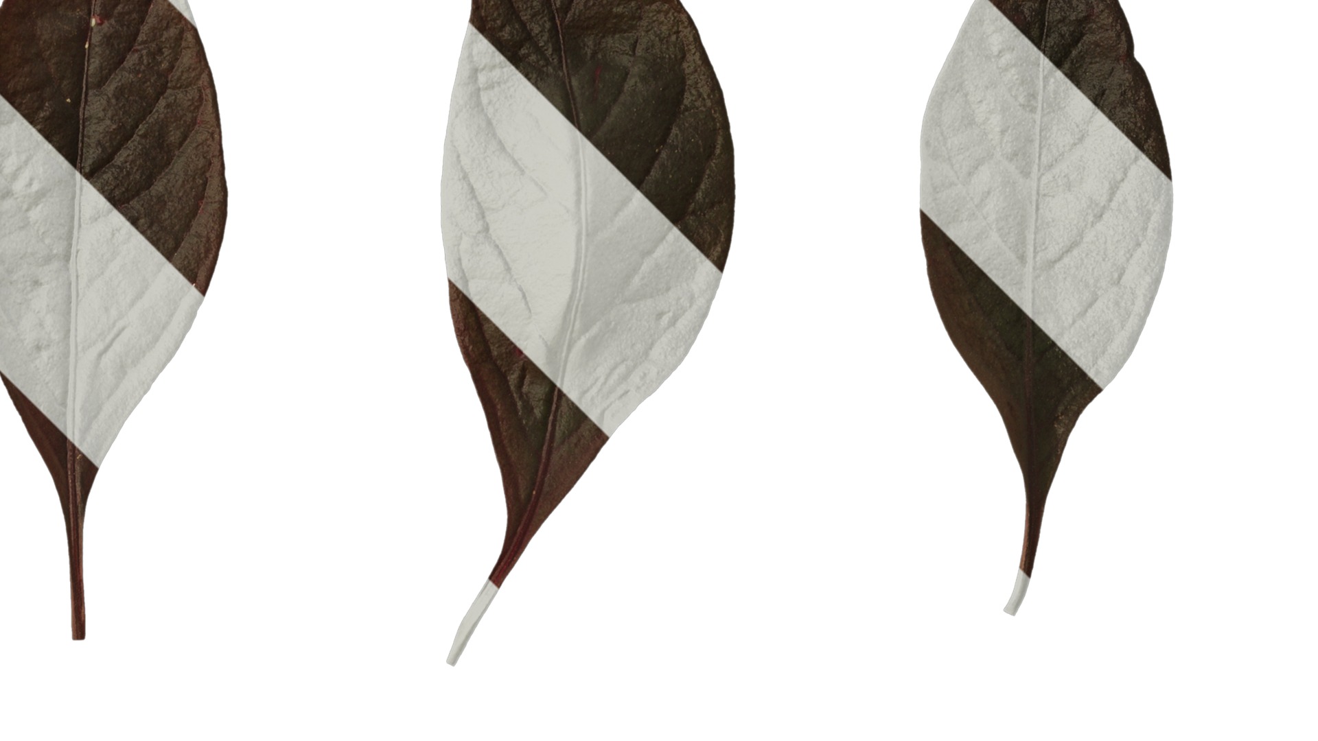 Anydrafts Alternanthera brasiliana Leaf 01 Texture_2