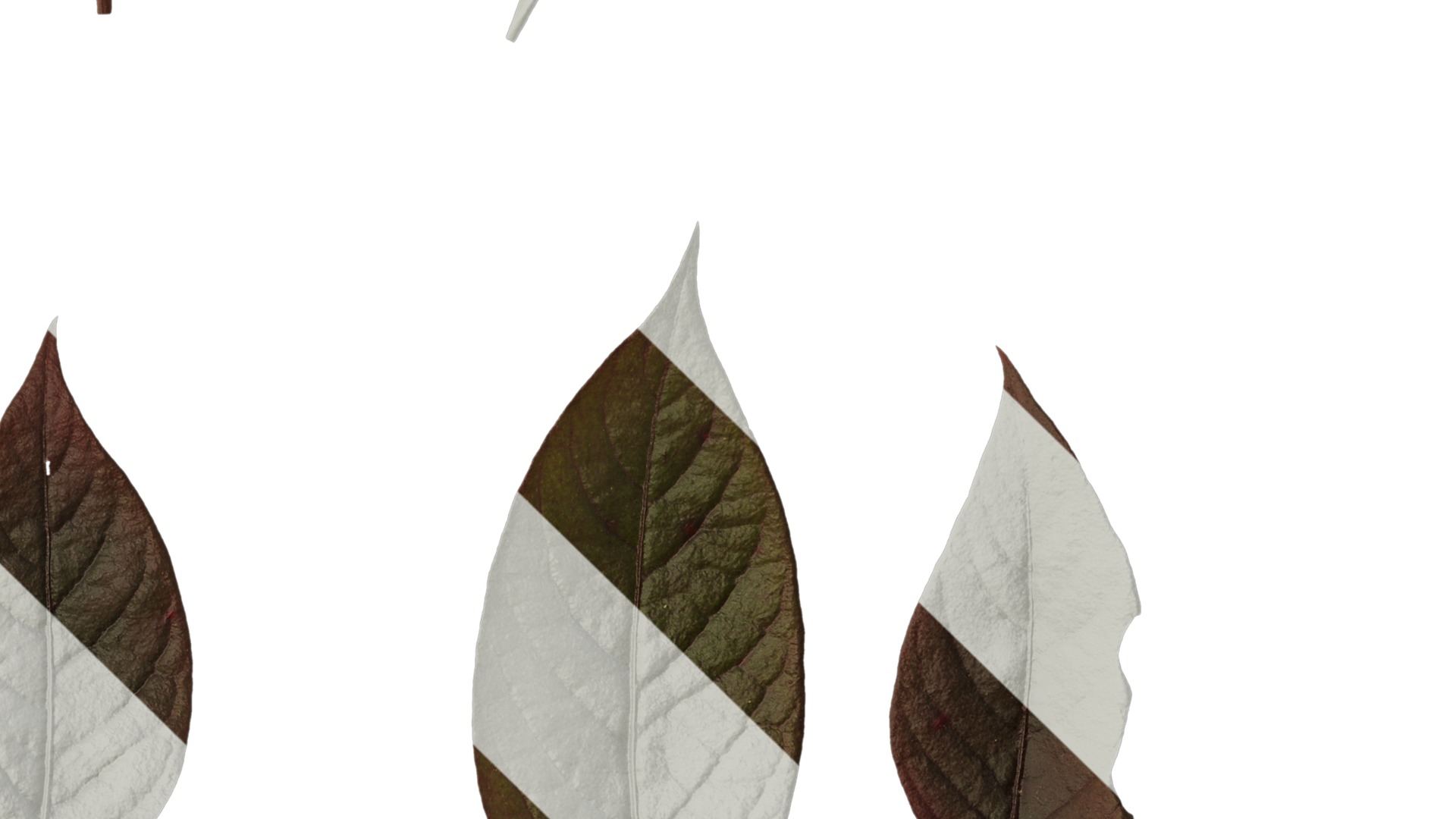 Anydrafts Alternanthera brasiliana Leaf 01 Texture_4