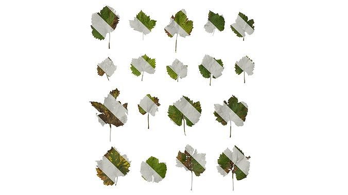 Anydrafts Vitis vinifera Leaf 13 Texture