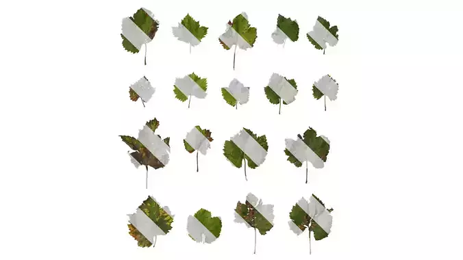 Anydrafts Vitis vinifera Leaf 13