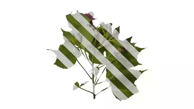 Anydrafts Hibiscus mutabilis Atlas 04