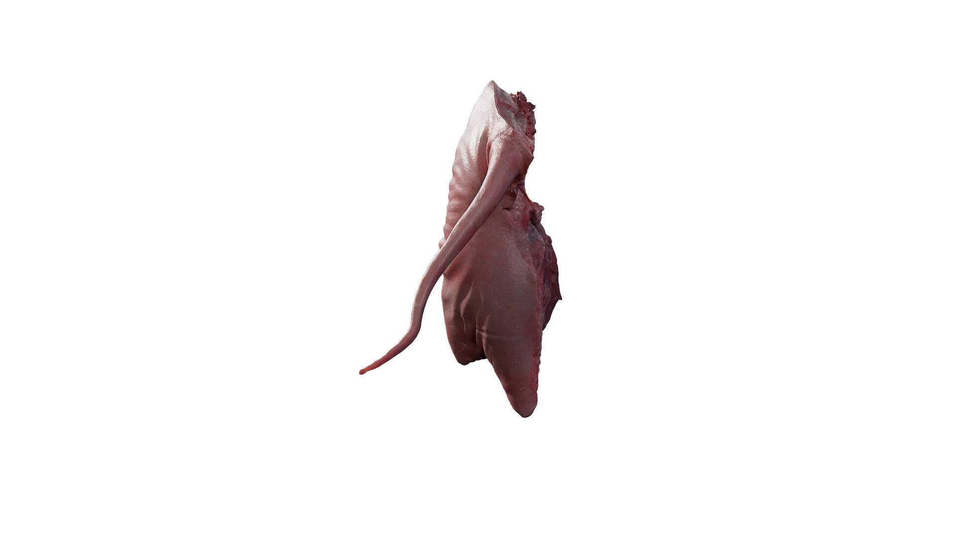 Anydrafts Pork ham 02 Low-poly 3D model_2