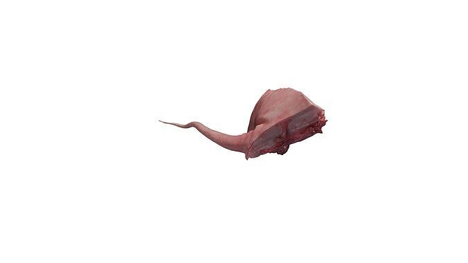 Anydrafts Pork ham 02 Low-poly 3D model 5