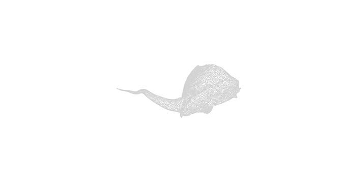 Anydrafts Pork ham 02 Low-poly 3D model 6
