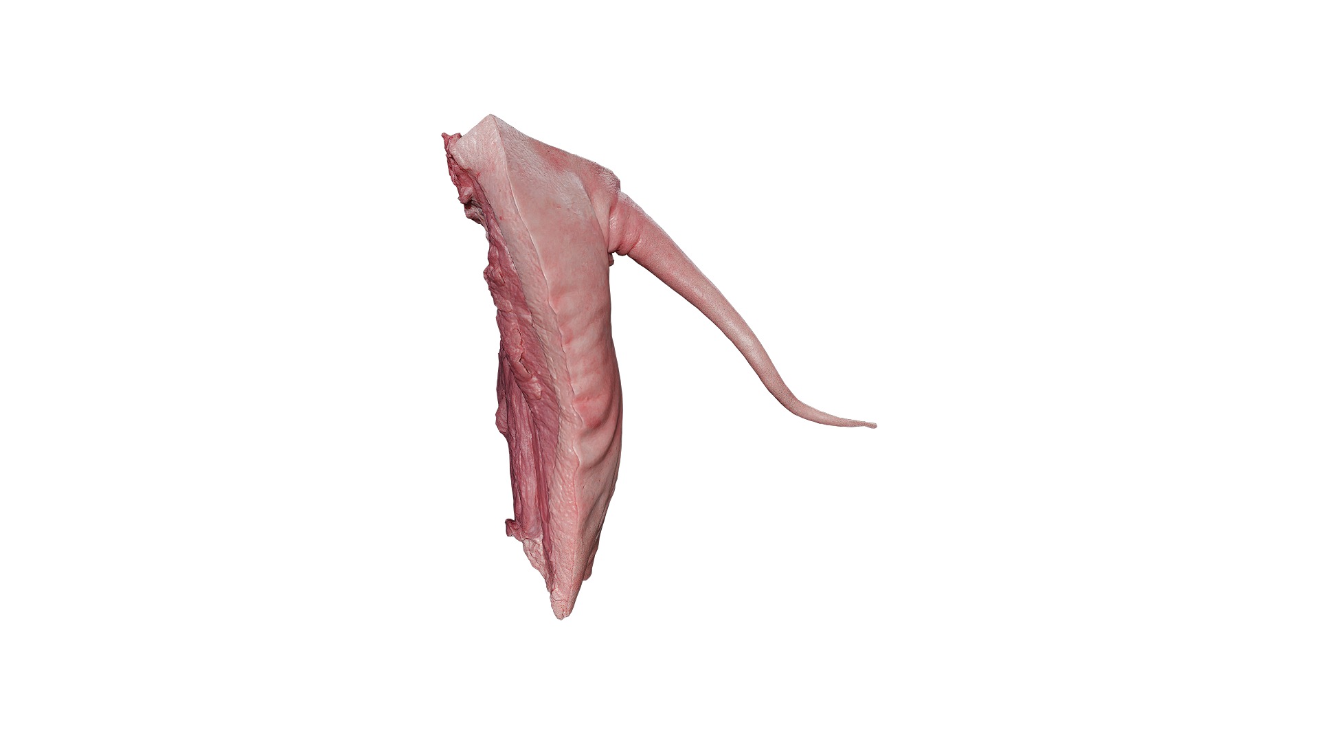Anydrafts Pork ham 02 Low-poly 3D model_8