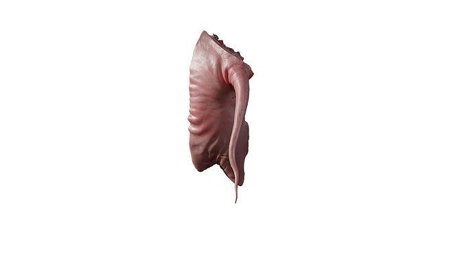 Anydrafts Pork ham 02 Low-poly 3D model 7