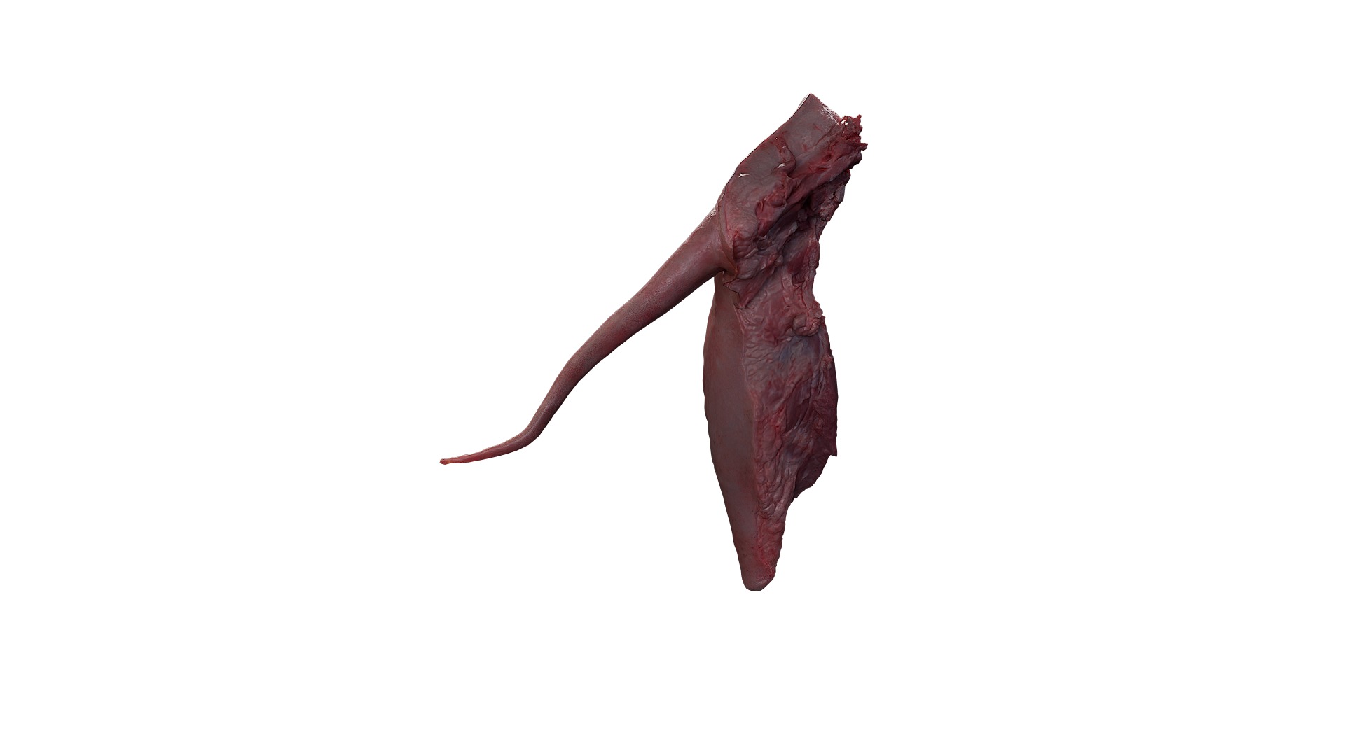 Anydrafts Pork ham 02 Low-poly 3D model_10