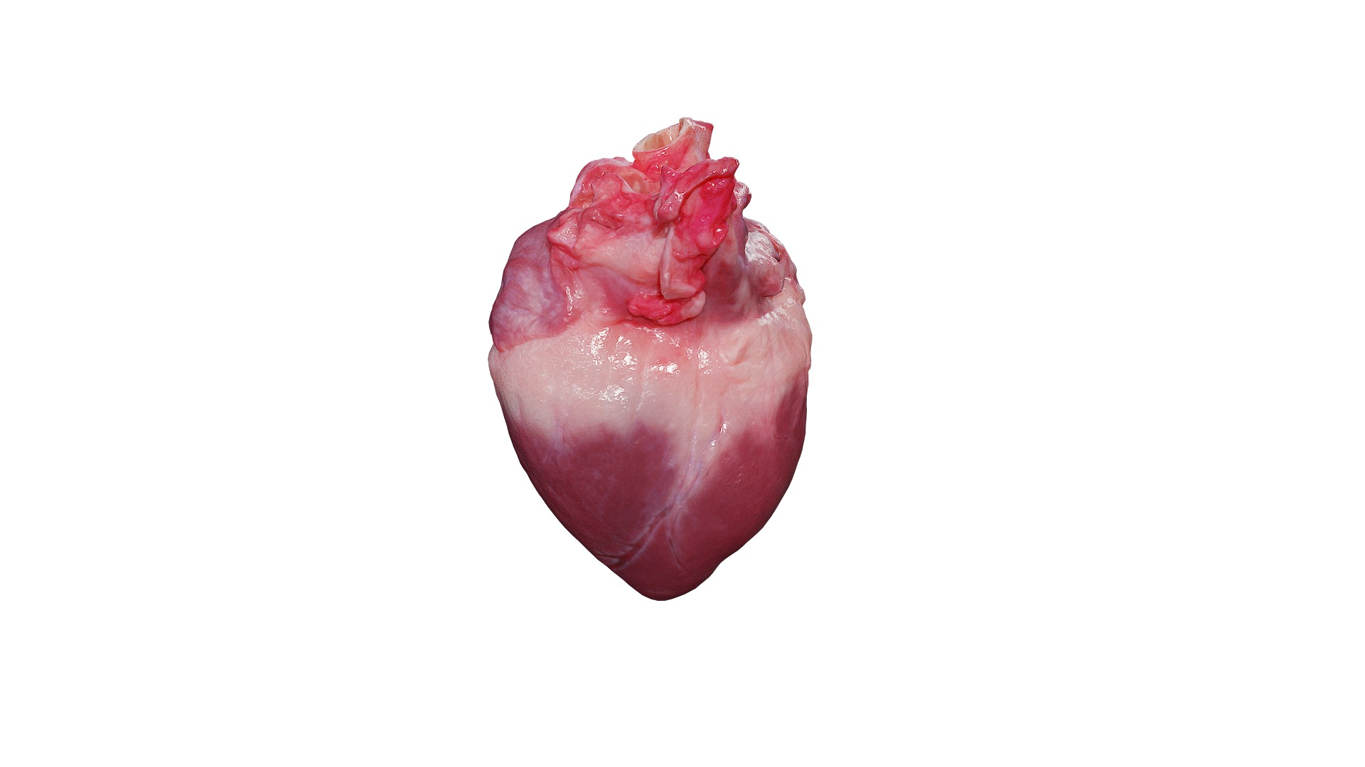 Anydrafts Pork heart 01 Low-poly 3D model_8