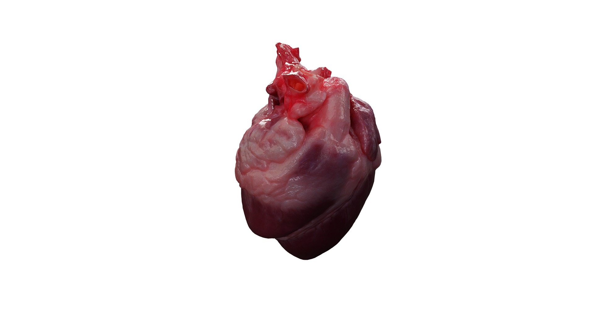 Anydrafts Pork heart 01 Low-poly 3D model_10