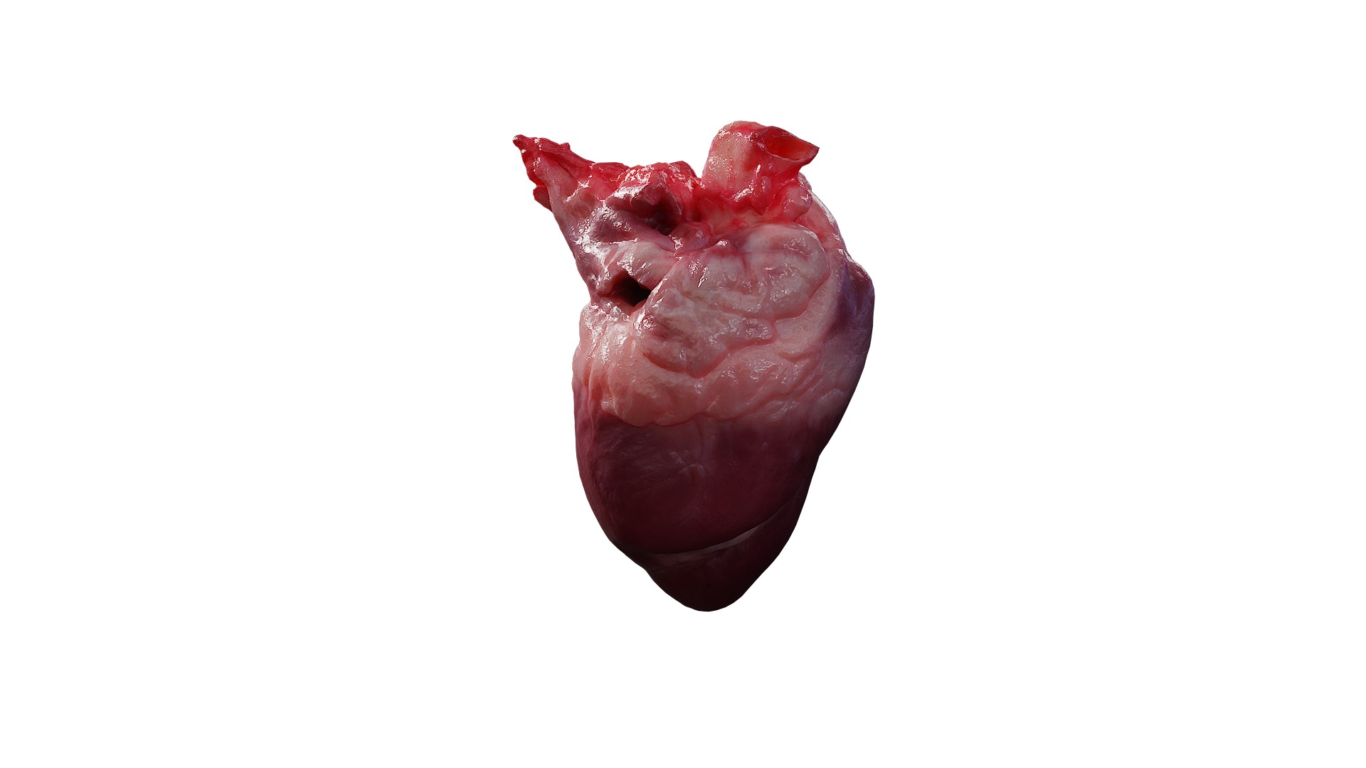Anydrafts Pork heart 01 Low-poly 3D model_2