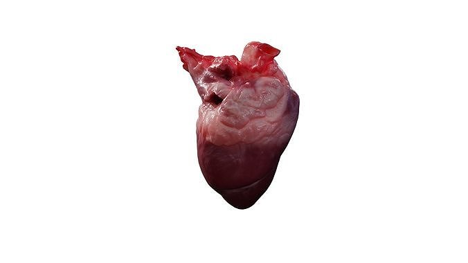 Anydrafts Pork heart 01 Low-poly 3D model 3