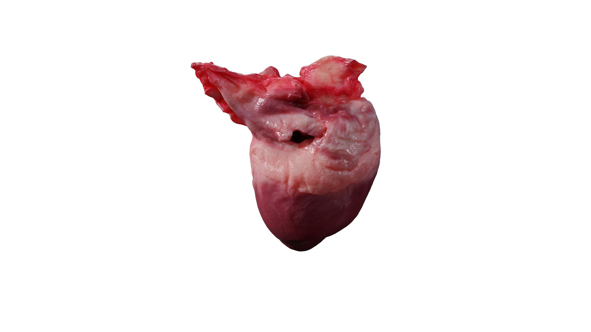 Anydrafts Pork heart 01 Low-poly 3D model_6