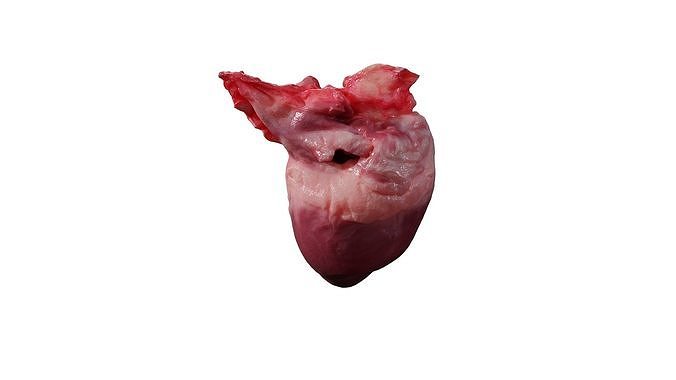 Anydrafts Pork heart 01 Low-poly 3D model 7