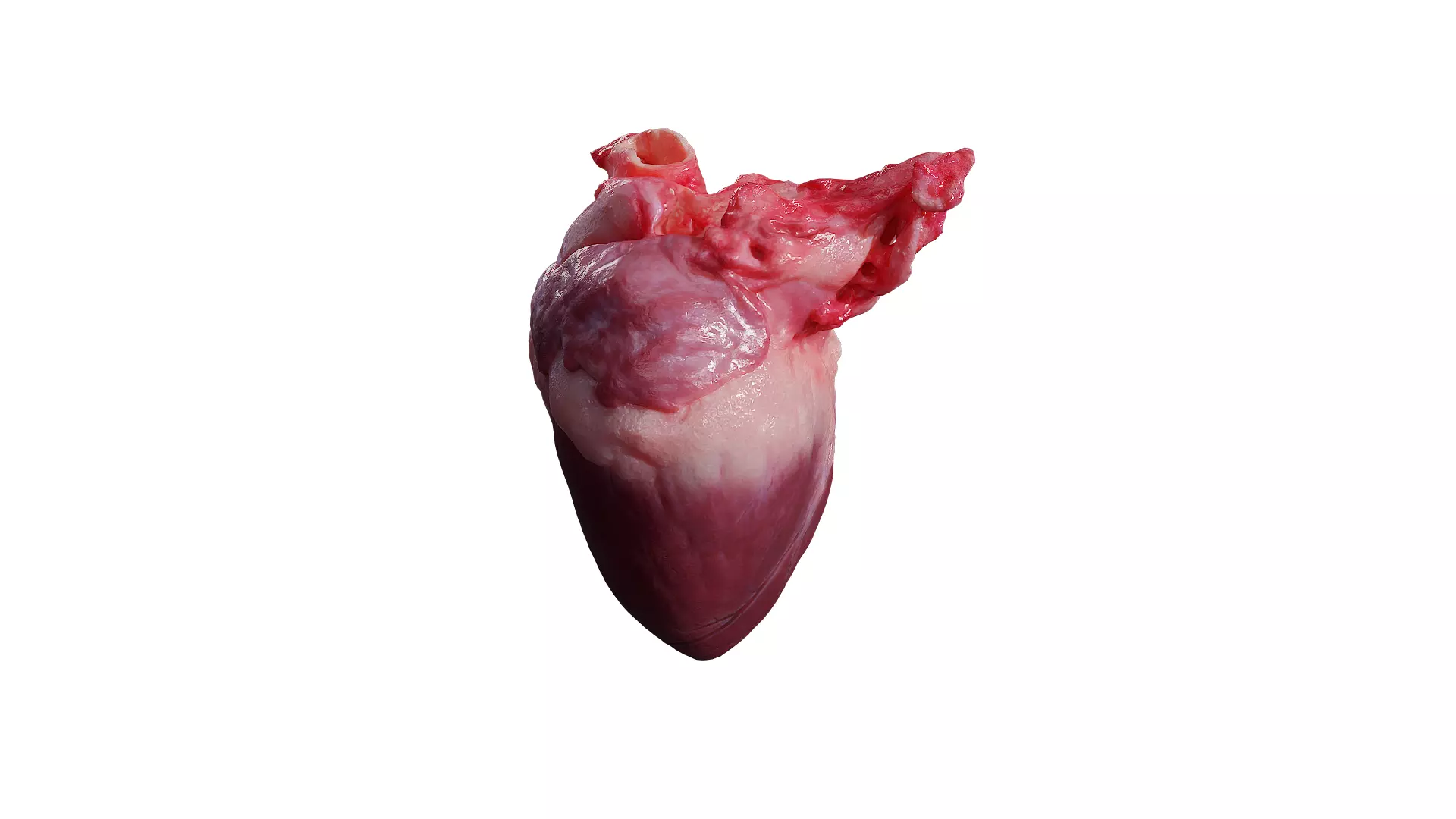 Anydrafts Pork heart 01 Low-poly 3D model_0