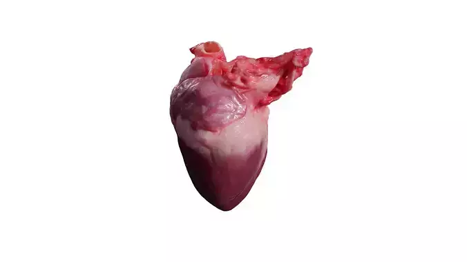Anydrafts Pork heart 01 Low-poly 3D model Anydrafts Pork heart 01 Low-poly 3D model