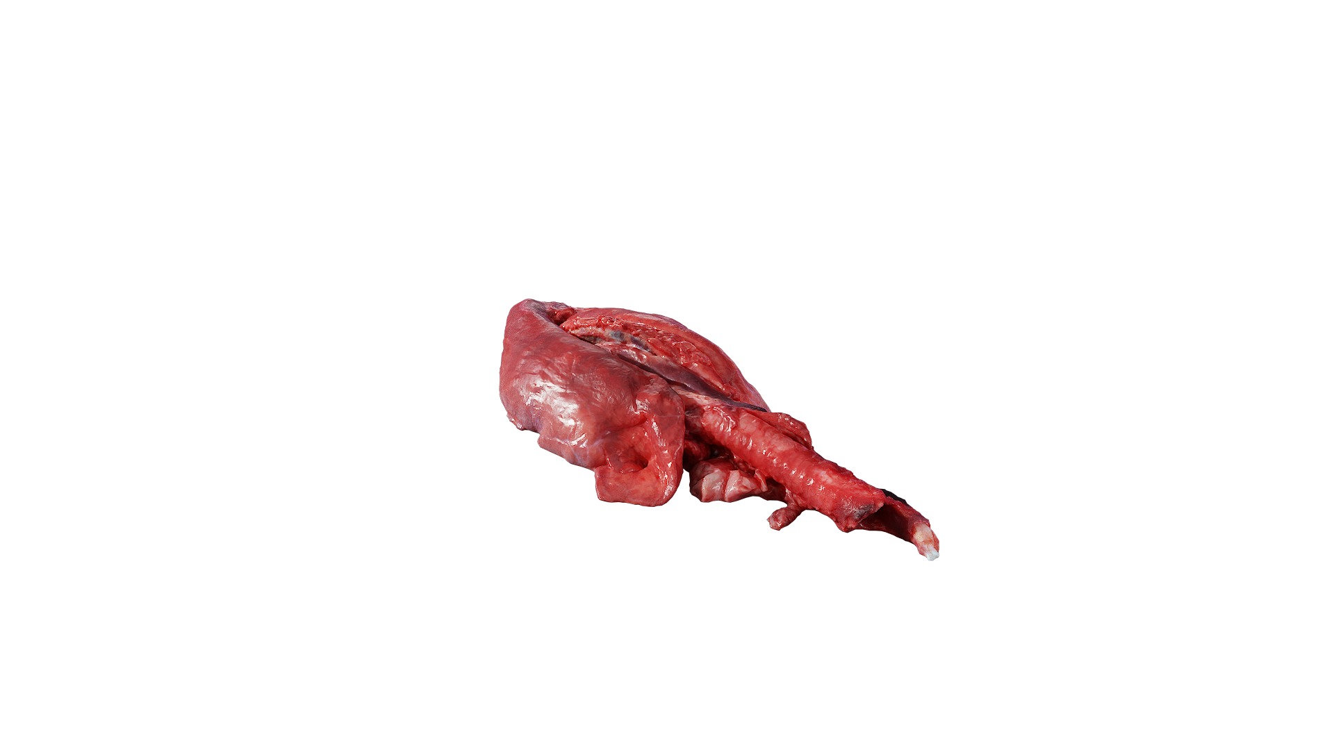 Anydrafts Pork lungs 01 Low-poly 3D model_6