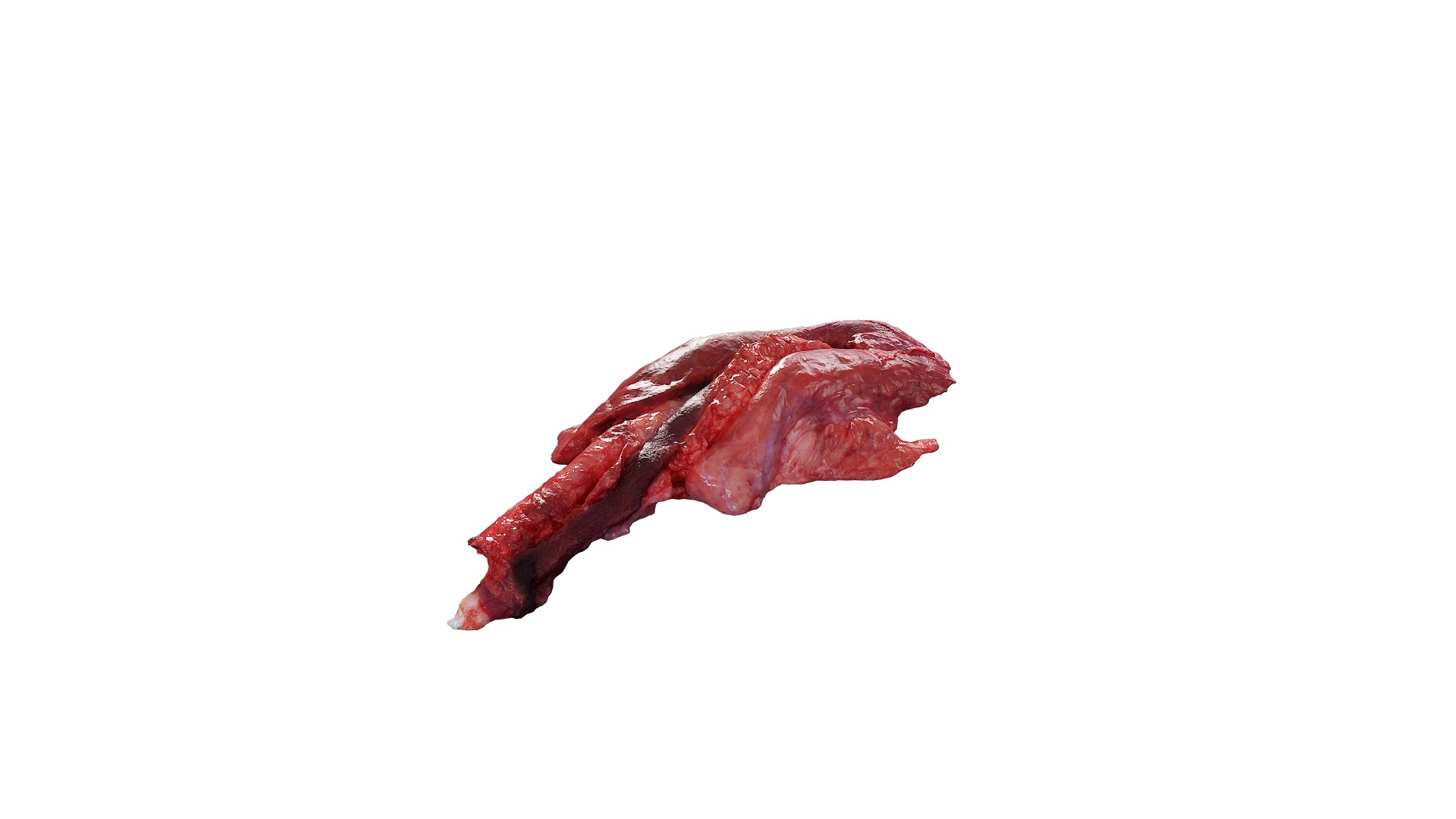 Anydrafts Pork lungs 01 Low-poly 3D model_10