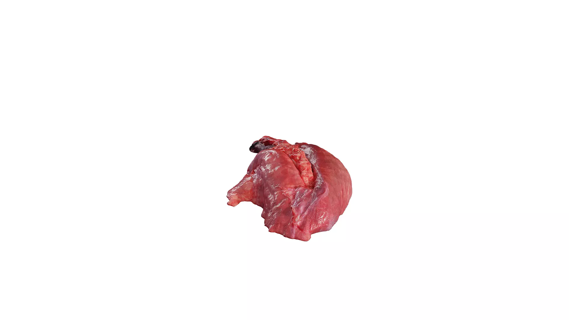 Anydrafts Pork lungs 01 Low-poly 3D model_0