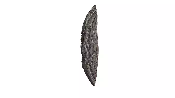Anydrafts Ginkgo biloba Burl 02 Low-poly 3D model