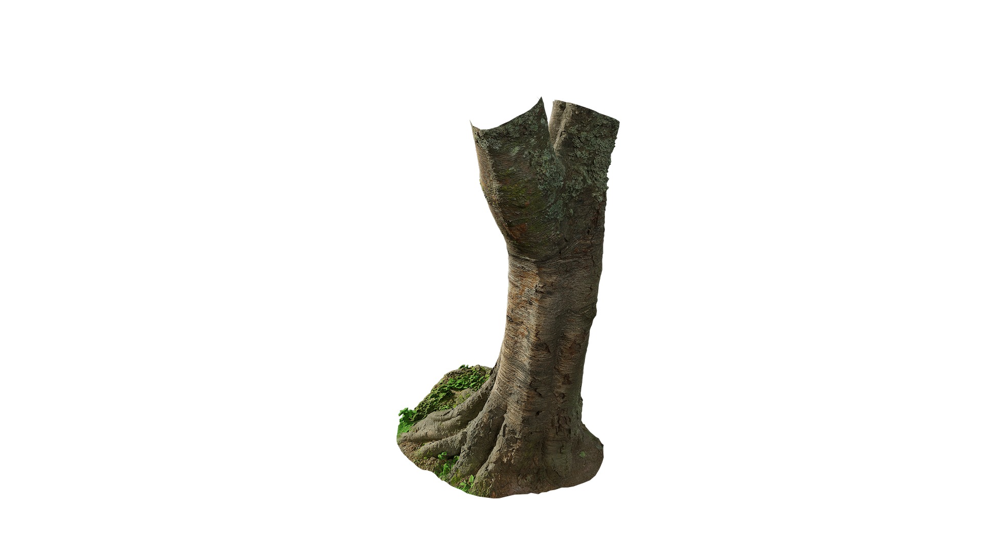 Anydrafts Betula albosinensis Trunk 06 Low-poly 3D model_6