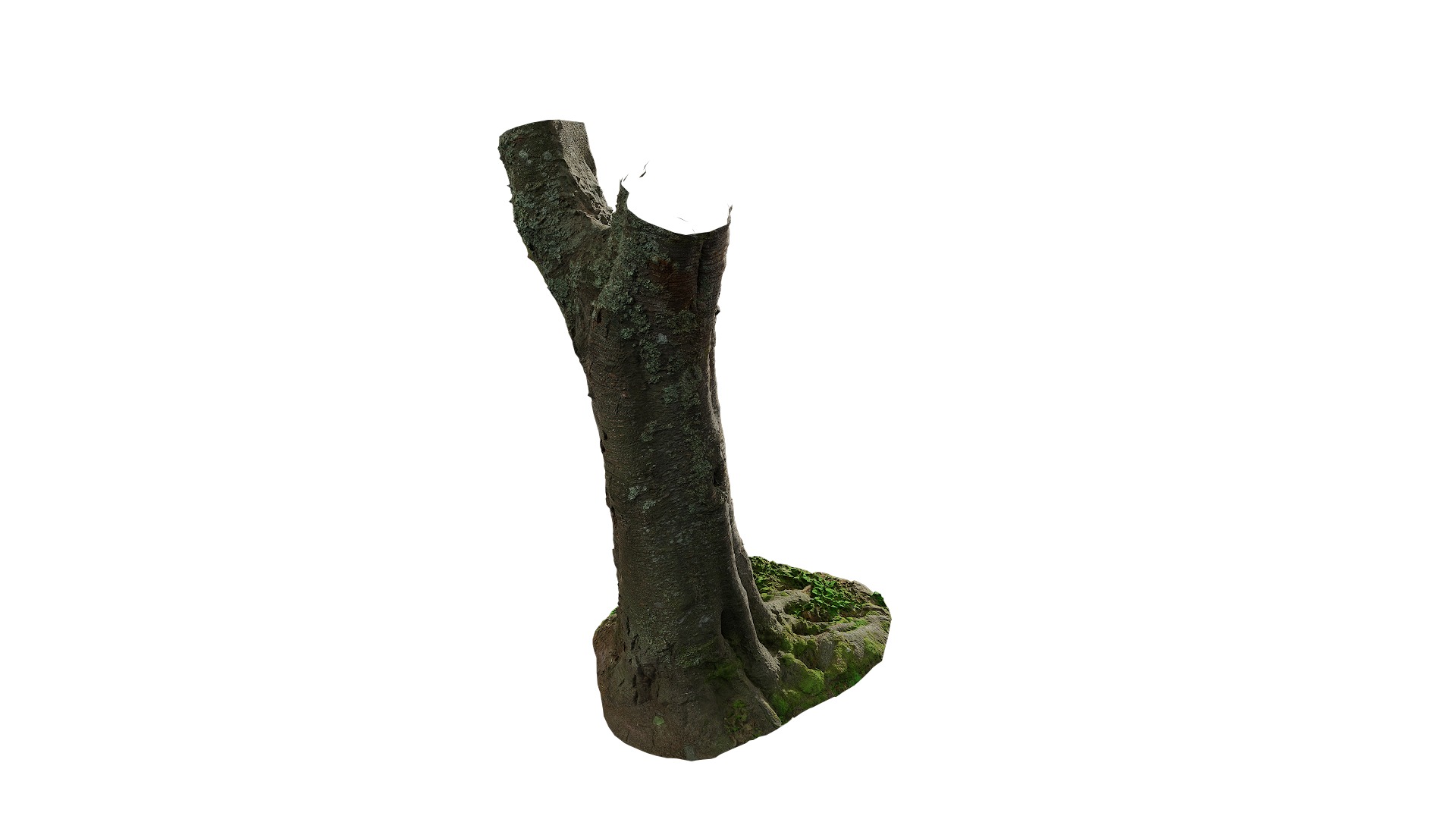 Anydrafts Betula albosinensis Trunk 06 Low-poly 3D model_10