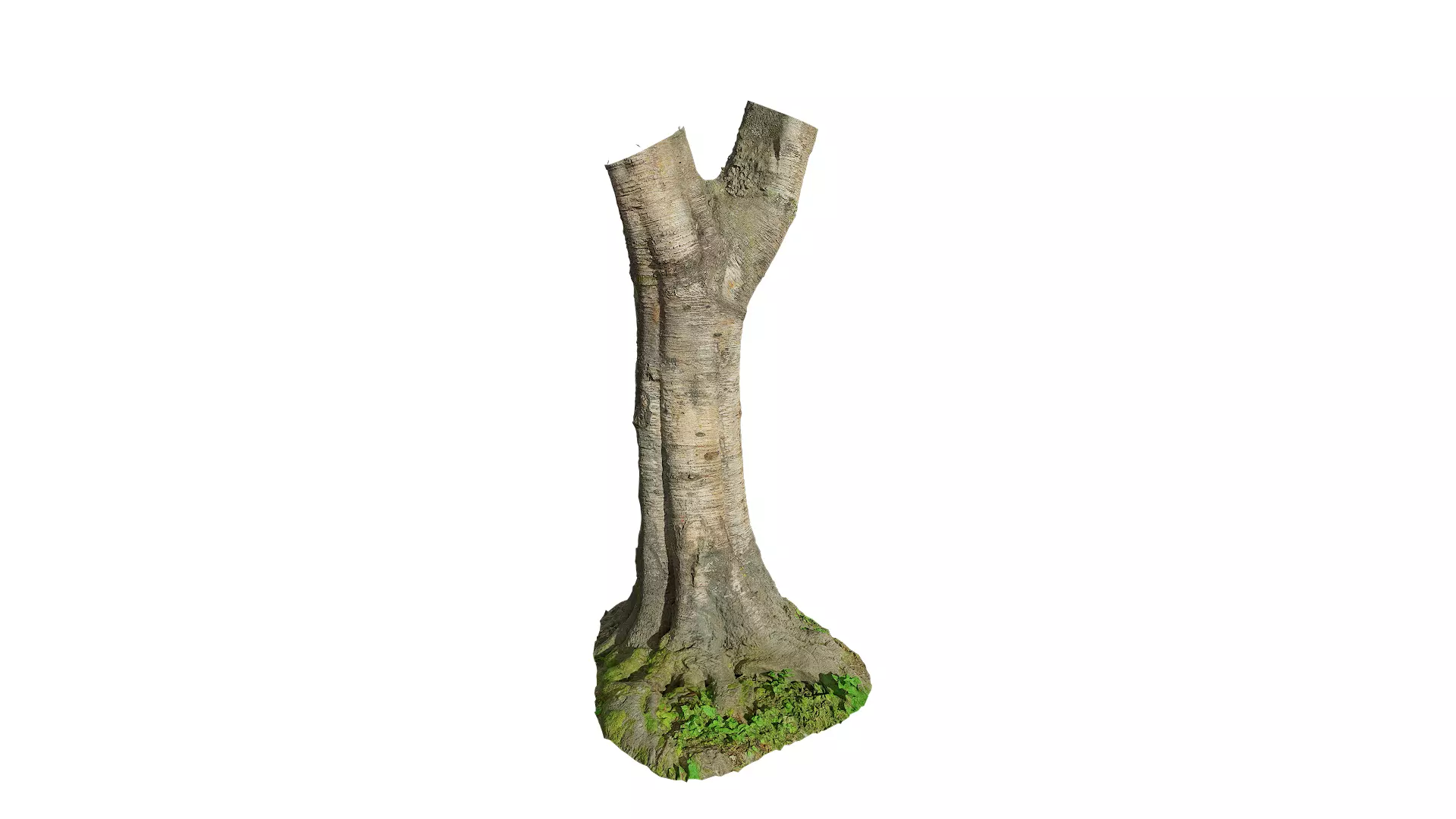 Anydrafts Betula albosinensis Trunk 06 Low-poly 3D model_0