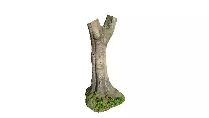 Anydrafts Betula albosinensis Trunk 06 Low-poly 3D model
