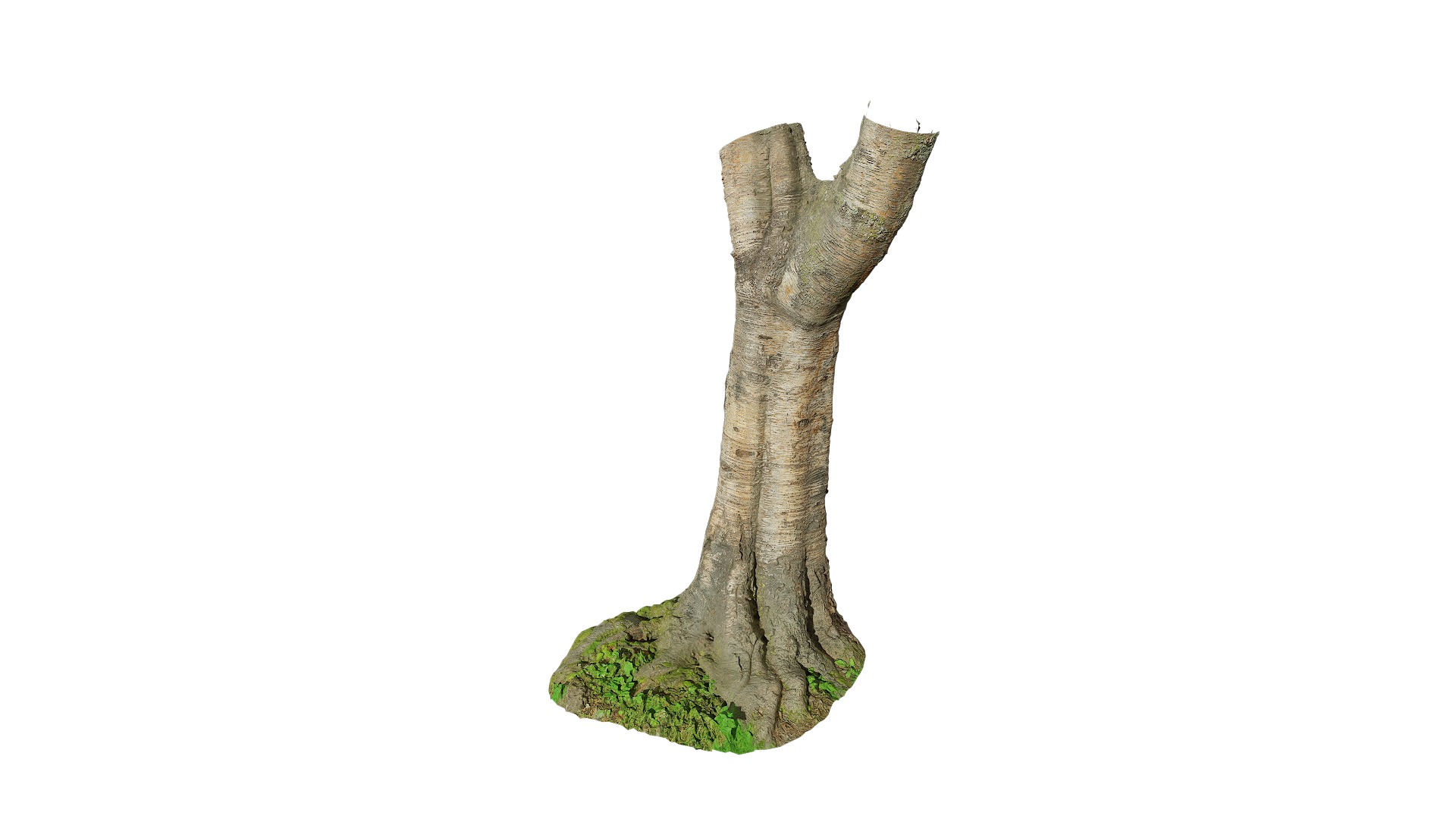 Anydrafts Betula albosinensis Trunk 06 Low-poly 3D model_8